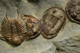 Line of Twelve Trilobites ( Species) - Fezouata Formation #328323-5